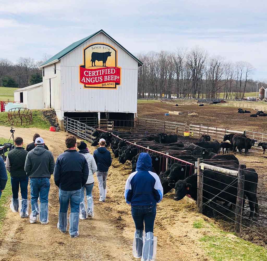 Visiting the farm, walking by Angus cattle feeding with white barn in the background.