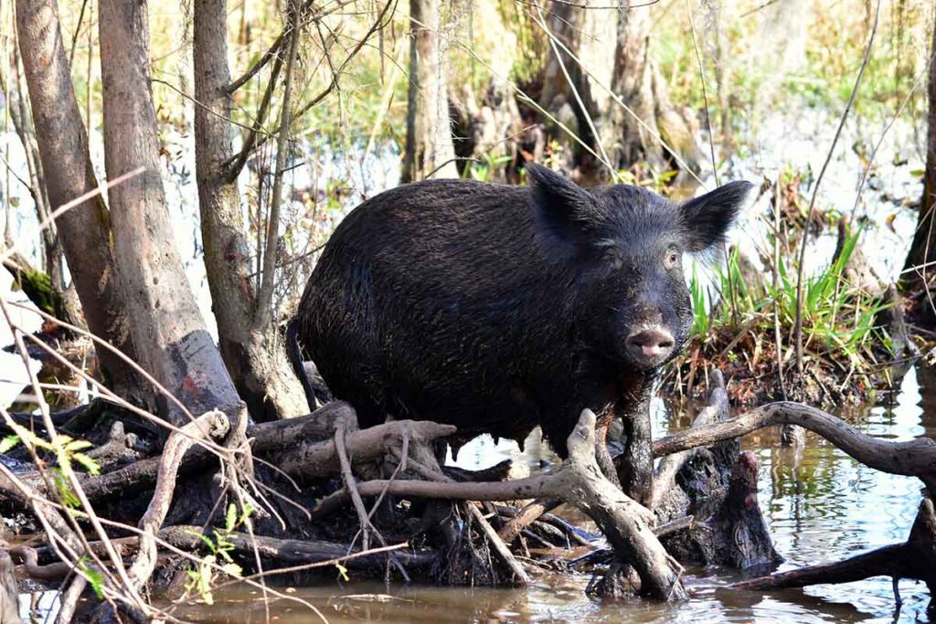 Wild boar in a Louisana swamp.