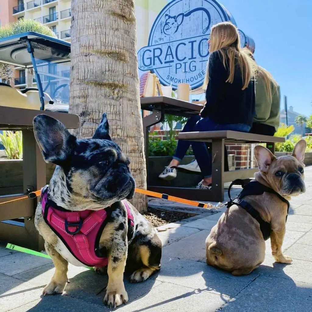 Dogs and guests dining at Gracious Pig Smokehouse.