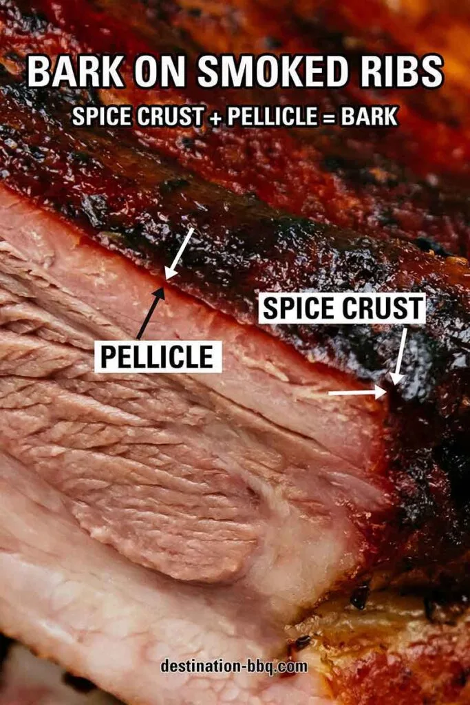 Smoked pork rib cross-section showing bark formation: dark spice crust fused to the pellicle, both labeled for clarity.