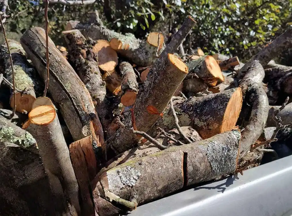 Truck bed full of freshly cut apple firewood.