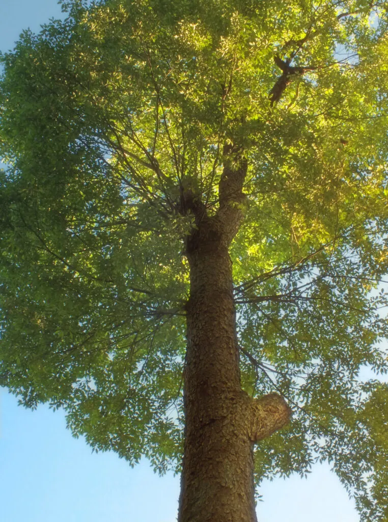 Old-growth black cherry tree, looking up in canopy from below.