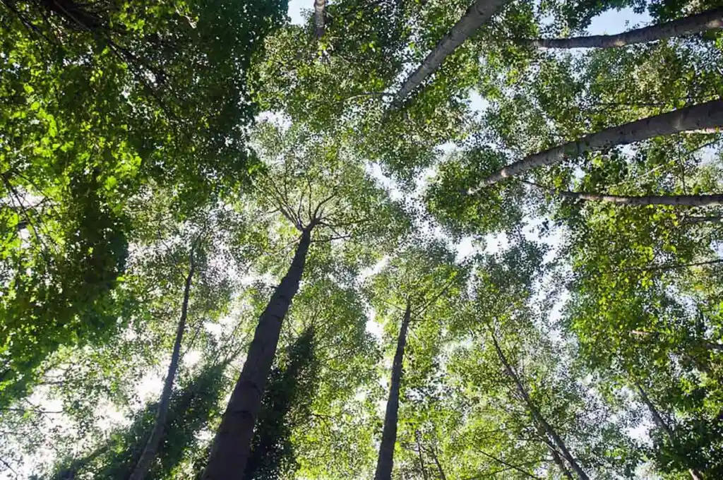 Looking up into a canopy of Red Alder trees.